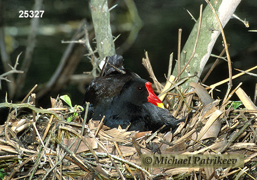 Common Gallinule (Gallinula galeata)